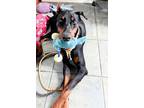 Adopt Kevin 3239 a Black - with Brown, Red, Golden, Orange or Chestnut Doberman