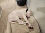 Adopt Luca a White Dogo Argentino / Mixed dog in Bergenfield, NJ (39807131)