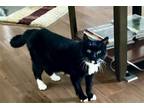 Adopt Gracie a Black & White or Tuxedo Domestic Shorthair / Mixed (short coat)