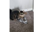 Adopt Mocha a Brown or Chocolate (Mostly) Tabby / Mixed (medium coat) cat in