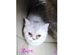 Adopt Zaire a Gray, Blue or Silver Tabby Exotic (short coat) cat in Joplin