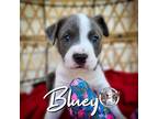 Adopt Bluey SUMMER a White American Pit Bull Terrier dog in Twin Falls