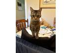 Adopt Sassy a Gray, Blue or Silver Tabby Domestic Shorthair / Mixed (medium