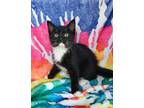 Adopt 6237 (Columbo) a Black & White or Tuxedo Domestic Shorthair / Mixed (short