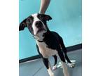 Adopt 24-05-1593 Marvin a Pit Bull Terrier / Mixed dog in Dallas, GA (41528340)
