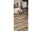 Adopt Winter a White American Eskimo Dog / Mixed dog in Summerville