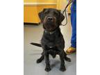 Adopt 24-05-1596 Chewbarka a Labrador Retriever / German Wirehaired Pointer /