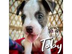 Adopt Toby SUMMER a White American Pit Bull Terrier dog in Twin Falls
