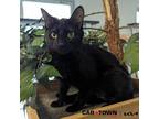 Adopt Vader a Domestic Shorthair / Mixed cat in Lexington, KY (41522223)