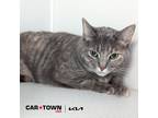 Adopt B-B a Domestic Shorthair / Mixed cat in Lexington, KY (41522218)