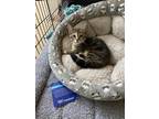 Adopt Evermore a Brown Tabby Domestic Shorthair / Mixed (short coat) cat in