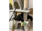 Adopt Millie and Tillie a All Black Domestic Mediumhair / Mixed (medium coat)