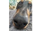 Adopt Toby a Black - with Tan, Yellow or Fawn Doberman Pinscher / Mixed dog in