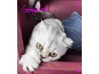 Adopt Grey Pawpon a Gray, Blue or Silver Tabby Scottish Fold (short coat) cat in
