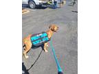 Adopt Smokey a Brown/Chocolate - with White Black Mouth Cur / Mixed dog in