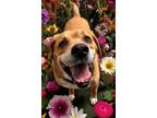 Adopt MALLOW a Red/Golden/Orange/Chestnut - with White Mastiff / Mixed dog in