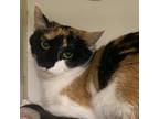 Adopt BABY a Black & White or Tuxedo Domestic Shorthair / Mixed (short coat) cat