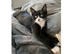 Adopt Kitten Claudio a Black & White or Tuxedo Domestic Shorthair / Mixed (short