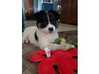 Adopt Tyke a Black - with White Border Collie / Mixed dog in SILOAM SPRINGS