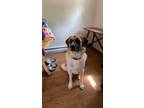 Adopt Raya a Tan/Yellow/Fawn - with White Great Pyrenees / German Shepherd Dog /