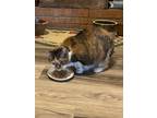 Adopt Lily a Calico or Dilute Calico Domestic Shorthair / Mixed (short coat) cat