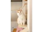Adopt Nazzy a Domestic Longhair cat in Dayton, OH (41533020)