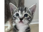 Adopt Starry a Gray, Blue or Silver Tabby Domestic Shorthair / Mixed cat in