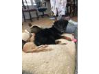 Adopt Sam a Brown/Chocolate - with Black Australian Shepherd / Mixed dog in