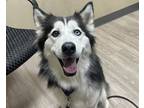 Adopt Annie a Siberian Husky / Mixed dog in Oceanside, CA (41532998)