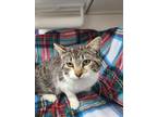 Adopt Socko a White Domestic Shorthair / Mixed Breed (Medium) / Mixed (short