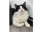 Adopt Rubiks Cube a White Domestic Shorthair / Mixed Breed (Medium) / Mixed