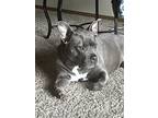 Adopt Ali a Gray/Blue/Silver/Salt & Pepper Staffordshire Bull Terrier / Mixed