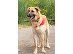 Adopt Luna-Tuna a Tan/Yellow/Fawn Labrador Retriever / Greyhound / Mixed dog in
