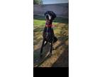 Adopt Theo a Black - with White Great Dane / Mixed dog in San Tan Valley