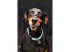 Adopt Ace 3248 a Black - with Brown, Red, Golden, Orange or Chestnut Doberman