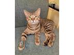 Adopt Fig AT Petsmart Rochester a Brown Tabby Domestic Shorthair / Mixed (short
