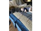 Adopt Salem a Gray, Blue or Silver Tabby Persian / Mixed (long coat) cat in