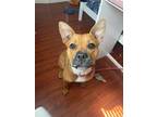 Adopt Z COURTESY LISTING: Bailey a Tan/Yellow/Fawn Boxer / Mixed dog in Miami