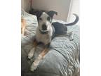 Adopt Duke a Tricolor (Tan/Brown & Black & White) Australian Cattle Dog /