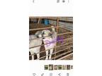 Adopt Daisy a Tricolor (Tan/Brown & Black & White) Anatolian Shepherd / Great
