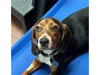Adopt Jane Emilia a Tricolor (Tan/Brown & Black & White) Beagle / Mixed dog in