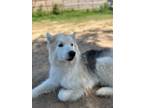 Adopt Turk Litterer a Black - with White Husky / Mixed Breed (Large) / Mixed dog