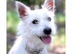 Adopt Fitz a White Westie, West Highland White Terrier / Cairn Terrier / Mixed