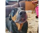 Adopt Lucy a Black - with Tan, Yellow or Fawn Mutt / Mixed dog in Clackamas