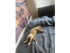 Adopt Cheese a Orange or Red Domestic Mediumhair / Mixed (medium coat) cat in
