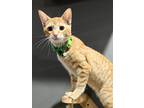 Adopt Archie a Orange or Red Tabby Domestic Shorthair (short coat) cat in Sioux