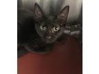 Adopt Zera a Black Australian Cattle Dog / Mixed Breed (Medium) dog in Corpus