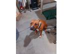 Adopt dusty a Tan/Yellow/Fawn - with White American Pit Bull Terrier / Mixed dog