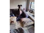 Adopt Jean Luc a Black - with White Border Collie / Terrier (Unknown Type