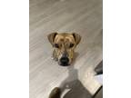 Adopt Hazel a Brindle Mutt / Mixed dog in Baltimore, MD (41532546)